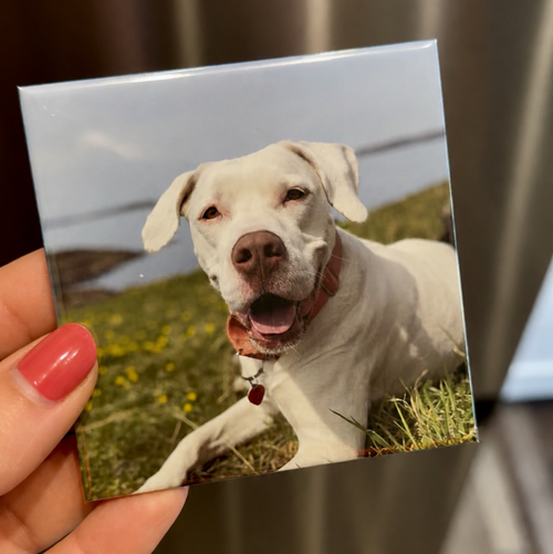 Square photo magnet of white dog